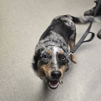 Rescue Australian Cattle Dog Blue Heeler and Australian Shepherd Dogs for Adoption in Paris, Kentucky - Skye | PetCurious