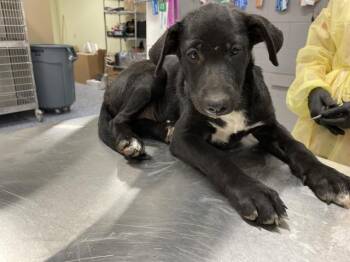 A1935704 -  German Shepherd Dog Dog for Adoption in Thousand Palms, California - A1935704 | PetCurious