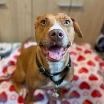 Honey -  Catahoula Leopard Dog and Mixed Breed Dog for Adoption in West Palm Beach, Florida - Honey | PetCurious