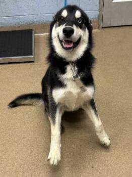 Twizzler -  Mixed Breed Dog for Adoption in Chamblee, Georgia - Twizzler | PetCurious