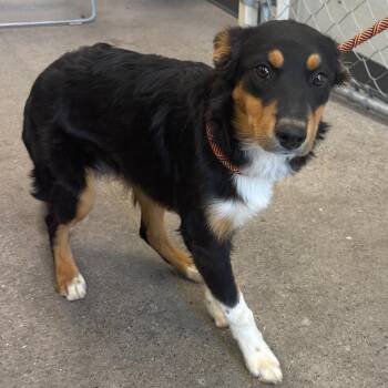 Daisy -  Mixed Breed Dog for Adoption in Las Cruces, New Mexico - Daisy | PetCurious