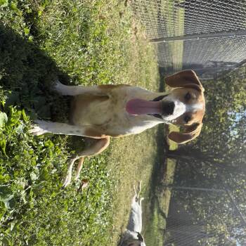 Rescue Hound Dogs for Adoption - Sage | PetCurious