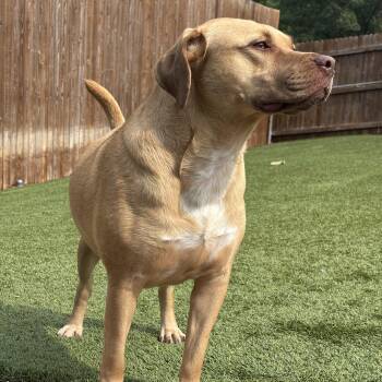 Darcy -  Labrador Retriever and Pit Bull Terrier Dog for Adoption in Chatham, New Jersey - Darcy | PetCurious