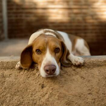 Rescue Beagle Dogs for Adoption in Dallas, Georgia - Gilbert | PetCurious