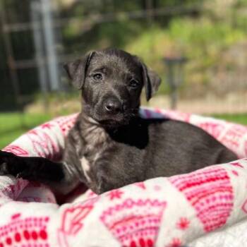 Rescue Labrador Retriever and Shepherd Dogs for Adoption in San Diego, California - Bessie Pup - Holstein | PetCurious