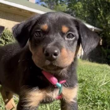 Hound Dogs Available for Adoption in Richmond, Virginia - Yosemite | PetCurious