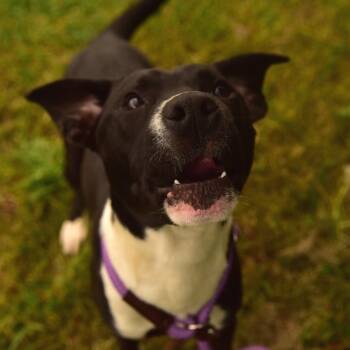 Mixed Breed Dogs Available for Adoption in Owosso, Michigan - Biggs | PetCurious