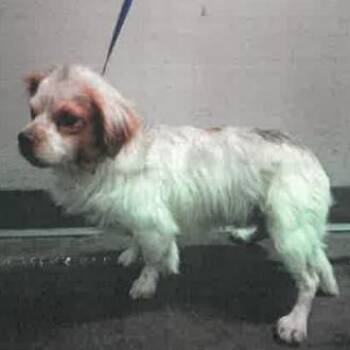 Levi A2275956 -  Chihuahua Dog for Adoption in Los Angeles, California - Levi A2275956 | PetCurious