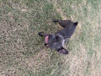 Colt -  French Bulldog Dog for Adoption in Mesa, Arizona - Colt | PetCurious