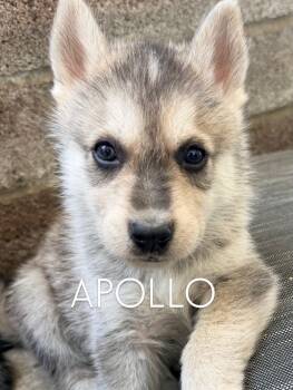Husky and German Shepherd Dog Dogs Available for Adoption in Los Angeles, California - Coming Soon...adorable Apollo The Shepsky | PetCurious
