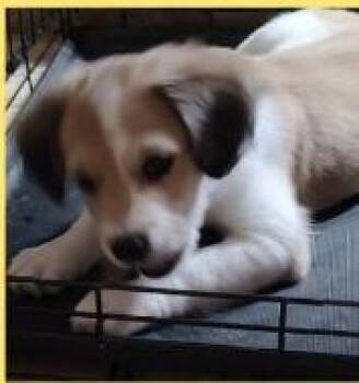 Filbert -  Mixed Breed Dog for Adoption in Mesa, Arizona - Filbert | PetCurious