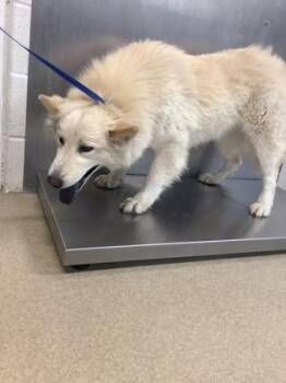 Chow Chow and Mixed Breed Dogs Available for Adoption - Paloma | PetCurious