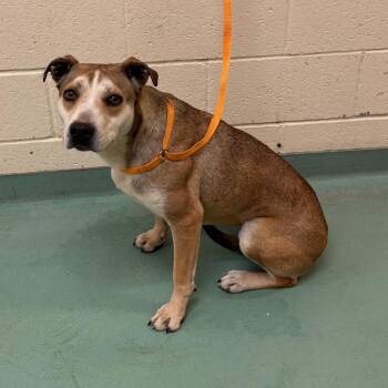 Mixed Breed Dogs Available for Adoption - Alaska | PetCurious