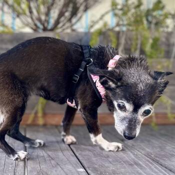 Peppercorn -  Chihuahua Dog Available for Adoption in Pacific Grove, California - Peppercorn | PetCurious