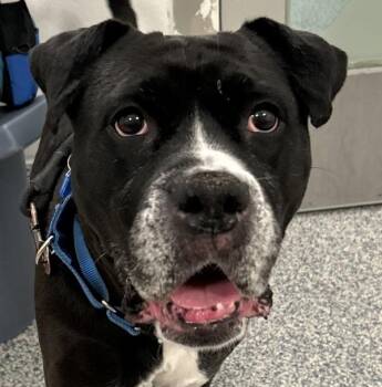 Boxer Dogs Available for Adoption - Juniper | PetCurious