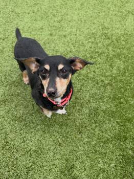Steve & Irwin -  Mixed Breed Dog for Adoption in Wilsall, Montana - Steve & Irwin | PetCurious