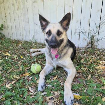 German Shepherd Dog Dogs Available for Adoption in Las Vegas, Nevada - Kiba | PetCurious