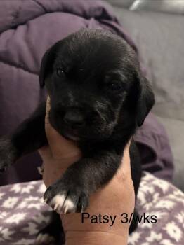Patsy -  Foxhound and Hound Dog for Adoption in Louisa, Virginia - Patsy | PetCurious