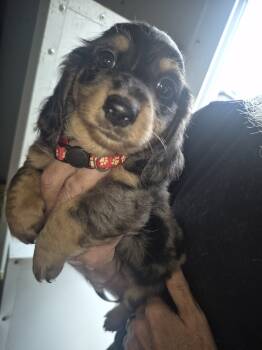 Miniature Dachshund Dogs Available for Sale in Vonore, Tennessee - Dapple Boy Red Collar | PetCurious
