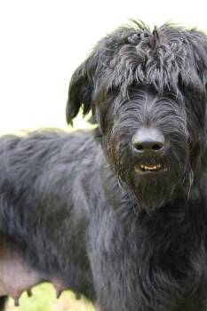 Olive -  Mixed Breed Dog Available for Adoption in Columbia, Tennessee - Olive | PetCurious