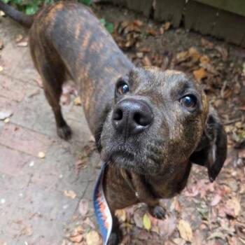 Pluto -  Plott Hound Dog for Adoption in Potomac, Maryland - Pluto | PetCurious