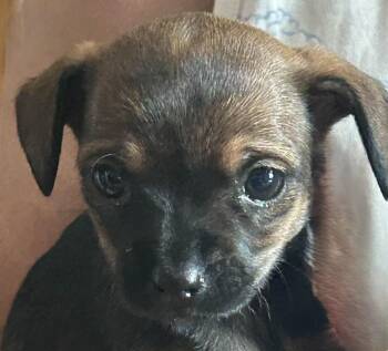 Isla -  Chihuahua Dog for Adoption in Menomonee Falls, Wisconsin - Isla | PetCurious
