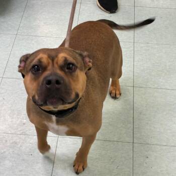 Tatiana -  Mixed Breed Dog for Adoption in Philadelphia, Pennsylvania - Tatiana | PetCurious