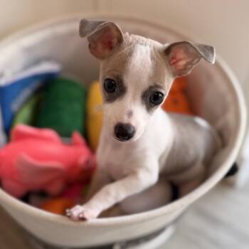 Andi -  Terrier and Mixed Breed Dog for Adoption in Green Bay, Wisconsin - Andi | PetCurious