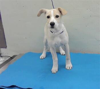 Labrador Retriever and Mixed Breed Dogs Available for Adoption in Houston, Texas - A2073738 | PetCurious