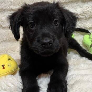 doc -  Labrador Retriever Dog for Adoption in Brookeville, Maryland - Doc | PetCurious