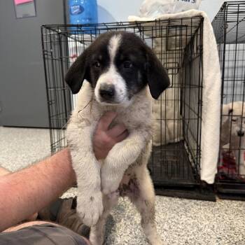 Mixed Breed Dogs Available for Adoption in Port Charlotte, Florida - Tortellini | PetCurious