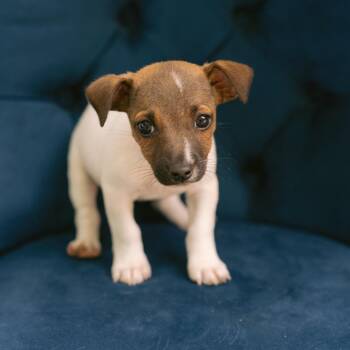 Fabuloso -  Jack Russell Terrier Dog for Adoption in Zionsville, Indiana - Fabuloso | PetCurious