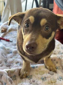 Miniature Pinscher Dogs Available for Adoption - Roberto | PetCurious