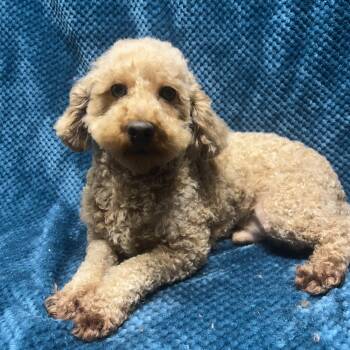 OTTO -  Poodle Dog for Adoption in Rossford, Ohio - OTTO | PetCurious