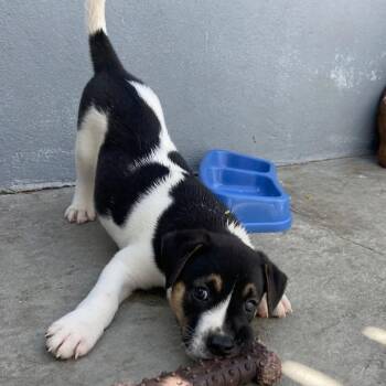 Mixed Breed Dogs Available for Adoption in Vaughan, Ontario - Anthony | PetCurious