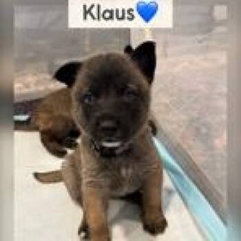 German Shepherd Dog Dogs Available for Adoption - Klaus | PetCurious