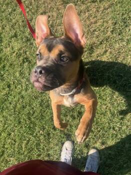 Rescue Boxer Dogs for Adoption in Oklahoma City, Oklahoma - Kira | PetCurious