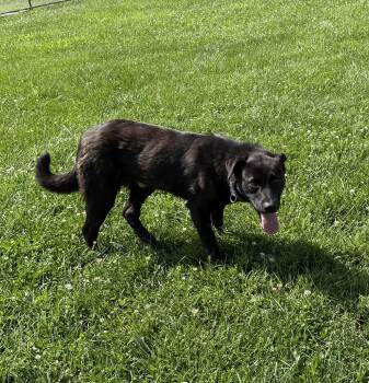 Jack -  Labrador Retriever Dog for Adoption in Fairfield, Iowa - Jack | PetCurious