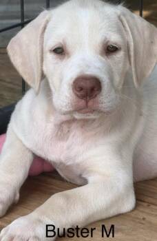 Buster -  Labrador Retriever and Mixed Breed Dog for Adoption in Parma, Ohio - Buster | PetCurious
