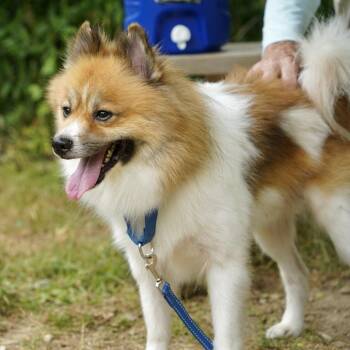 Woody -  Spitz and Mixed Breed Dog for Adoption in Scituate, Massachusetts - Woody | PetCurious