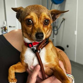 Chihuahua Dogs Available for Adoption in Plainfield, Illinois - Mariposa  | PetCurious