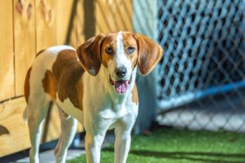 Hound Dogs Available for Adoption in Hilton Head Island, South Carolina - Ranger | PetCurious