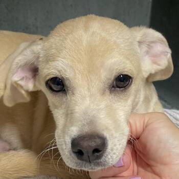Crackers -  Chihuahua and Miniature Dachshund Dog for Adoption in Calverton, New York - Crackers | PetCurious