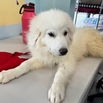 Pygmy -  Great Pyrenees Dog for Adoption in Chico, California - Pygmy | PetCurious
