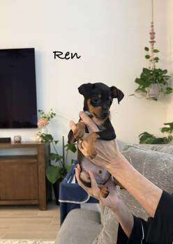 Miniature Pinscher Dogs Available for Adoption in Lafayette, California - REN  | PetCurious
