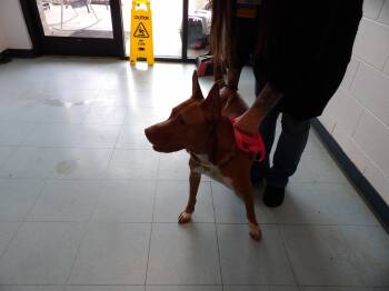 Alaina -  Pit Bull Terrier Dog for Adoption in Dublin, Virginia - Alaina | PetCurious