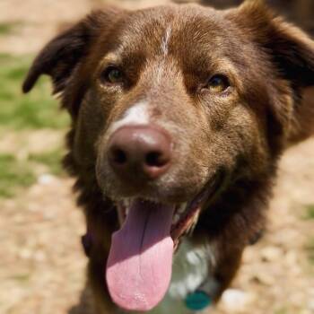 Brownie -  Border Collie and Australian Shepherd Dog for Adoption in Pflugerville, Texas - Brownie | PetCurious