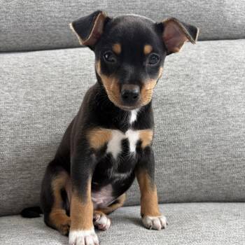 Chihuahua Dogs Available for Adoption in Houston, Texas - Jim | PetCurious