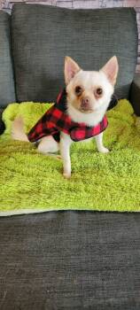 Rescue Chihuahua Dogs for Adoption in Puyallup, Washington - Bingo | PetCurious