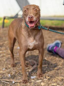 Rainbow -  Mixed Breed Dog for Adoption in Chamblee, Georgia - Rainbow | PetCurious